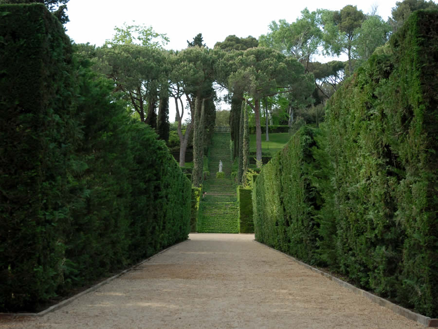 Delimita espacios y cerca tu jardín con ligustros