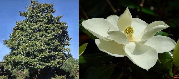 magnolia grandiflora