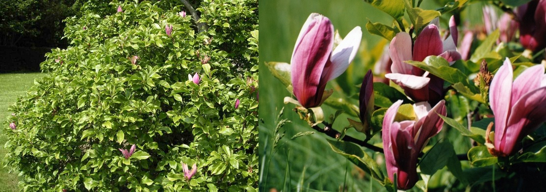 Embellecer el jardín con magnolias: las diferentes especies Arboles, Diseño  Jardin, Flores - Flor de Planta