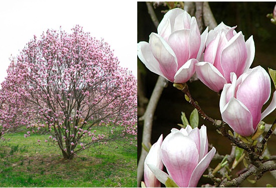 Embellecer el jardín con magnolias: las diferentes especies Arboles, Diseño  Jardin, Flores - Flor de Planta