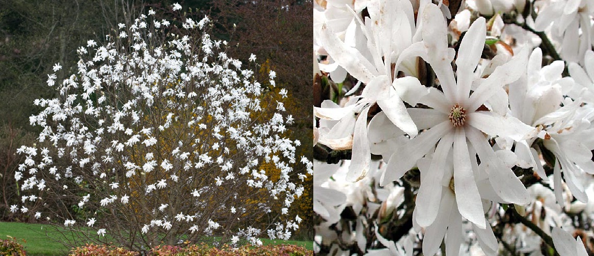 Embellecer el jardín con magnolias: las diferentes especies Arboles, Diseño  Jardin, Flores - Flor de Planta