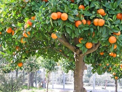 Mandarina, necesidades para el cultivo: clima, suelo, abono, riego, poda,  cosecha Arboles, Frutales - Flor de Planta