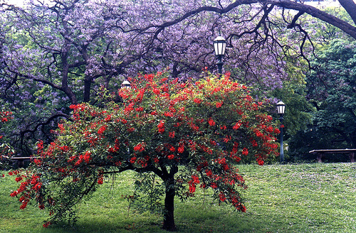 Ceibo: árbol floral y pintoresco, flor nacional