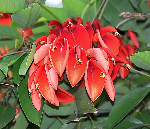 Ceibo: árbol floral y pintoresco, flor nacional Arboles, Flores - Flor de  Planta