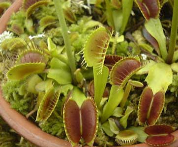 Venus Atrpamoscas, la reina de las plantas carnívoras