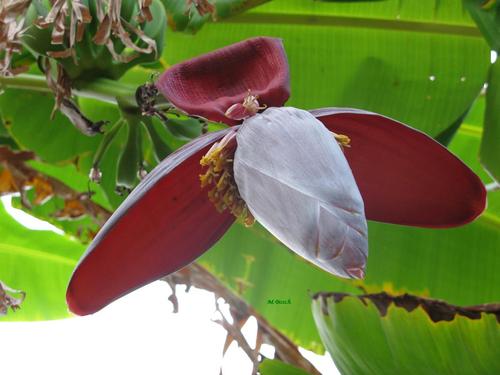 Atrévete a innovar: bananeros como plantas de interior