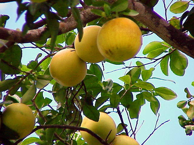 Cultivo y cuidados básicos del pomelo