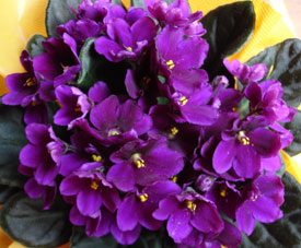 El maravilloso mundo de las violetas: diferentes variedades Flores