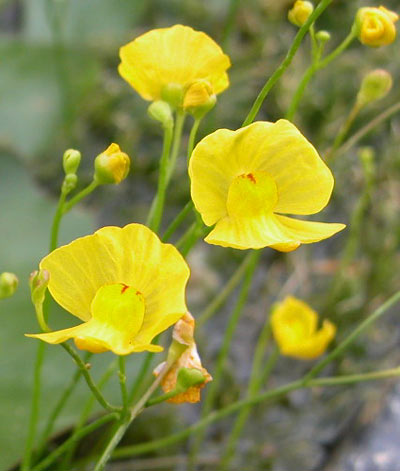 Plantas carnívoras: cultivo de Utricularia