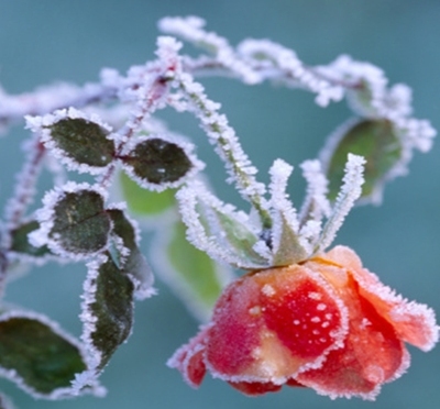 Protege tus plantas del frío: macetas y jardines pequeños