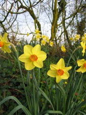 Narcisos: variedades y características