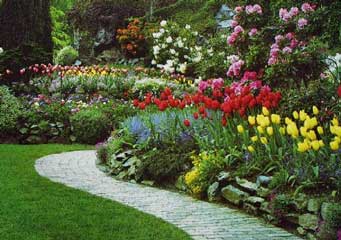 Armando tu jardín: plantas de sol