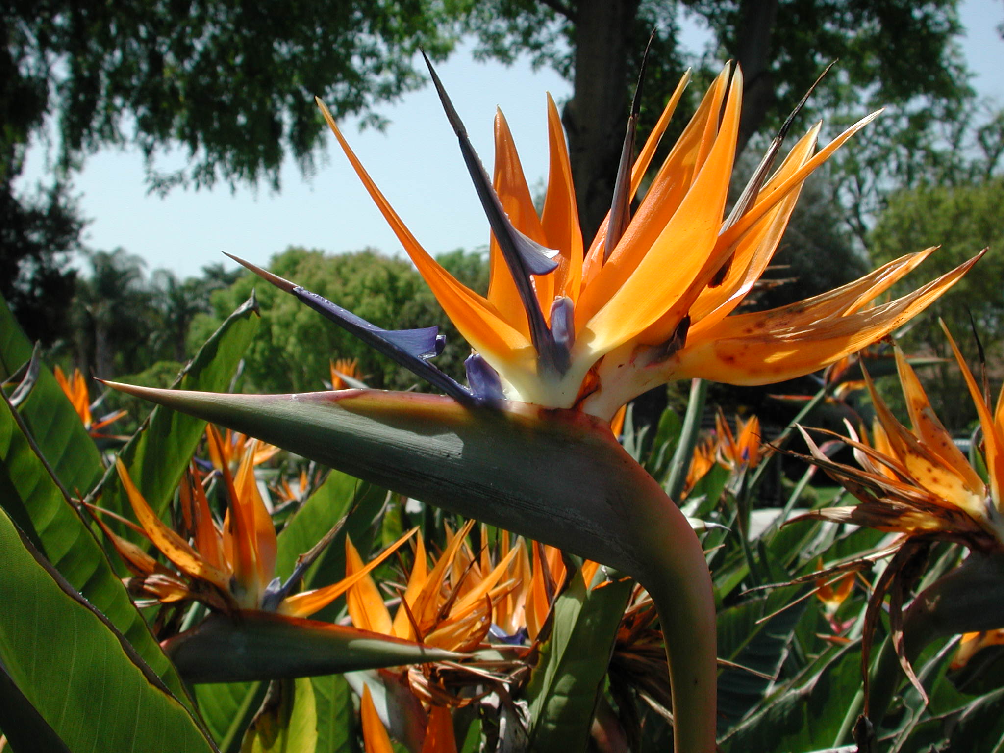 Esterlicia, el Ave del Paraíso: condiciones y cuidados Flores, Plantas -  Flor de Planta