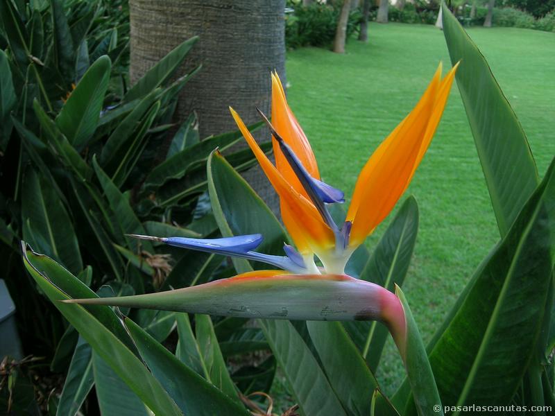 Esterlicia, el Ave del Paraíso: condiciones y cuidados Flores, Plantas -  Flor de Planta