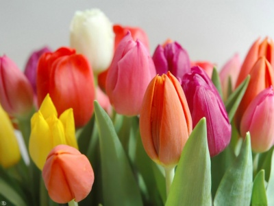 Tulipanes: época de siembra, riego y cuidados