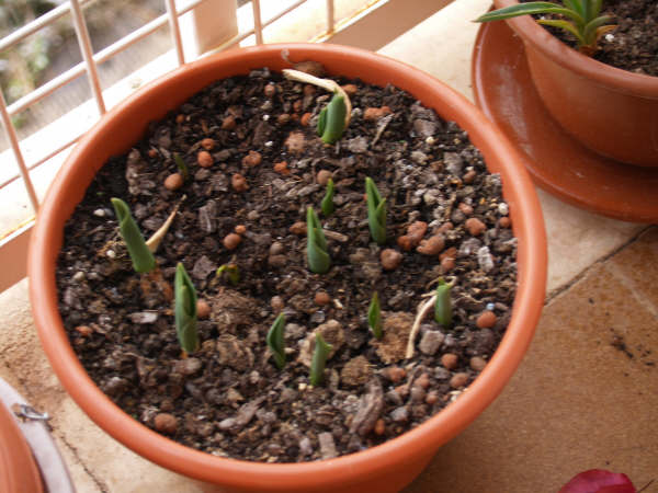 Tulipanes: época de siembra, riego y cuidados Siembra - Flor Planta