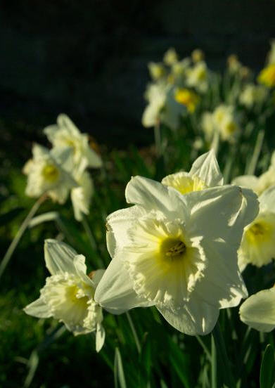 Bulbos de flores Narcisos Flores primavera Narcisos bulbos Bulbo Narcisa planta/Flores de colores mezclados