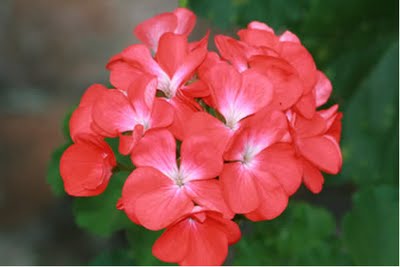 Cultivo de malvones: tres estaciones de flores Flores, Jardin - Flor de  Planta
