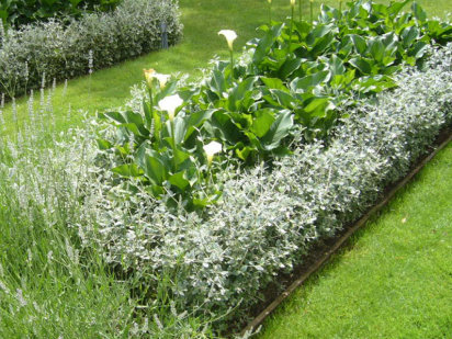 Micronutrientes: Propiedades y funciones del Cloro en las plantas