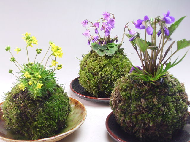 Kokedama: plantas en bolas de musgo. cuidados y riego