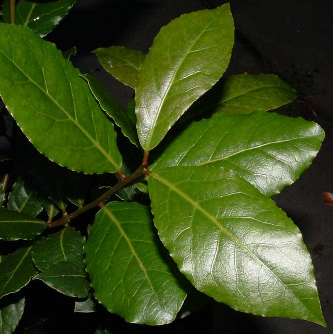 Laurel: cultivo, cuidados, suelo y necesidades