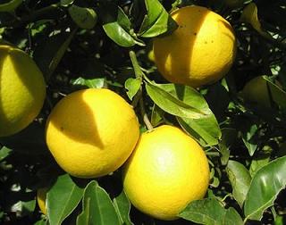 Las plagas más comunes en los frutales y como combatirlas