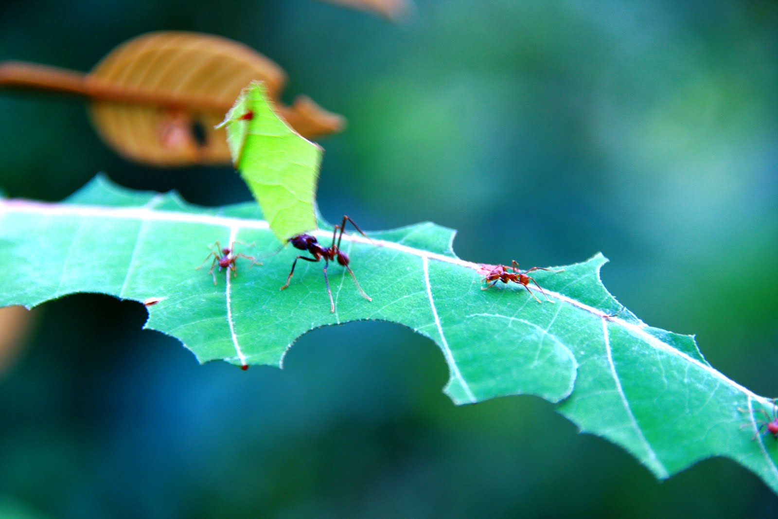Como combatir las hormigas en el jardín
