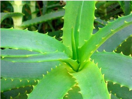 Cultivo del Aloe Vera: Ideas y sugerencias
