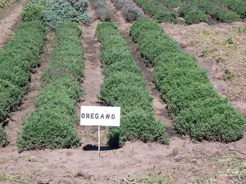 De vez en cuando Umeki buscar Cultivo del Orégano: suelo, riego y consejos para un crecimiento saludable  Aromaticas, Huerta, Jardin - Flor de Planta