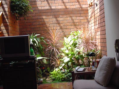 Cómo elegir plantas de interior
