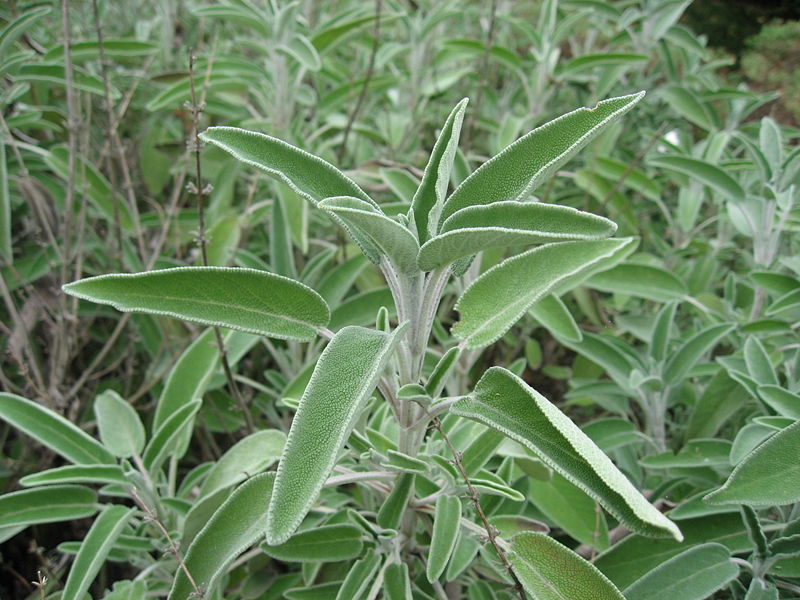Cultivo de la salvia: ideas sugerencias y cuidados