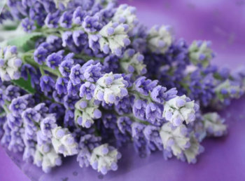 Métodos para sanear la lavanda Aromaticas, Jardin - Flor de Planta