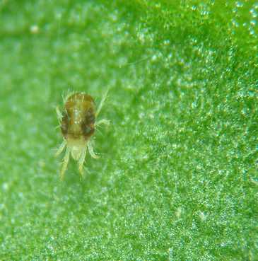 Plagas de jardín: cómo combatir la araña roja