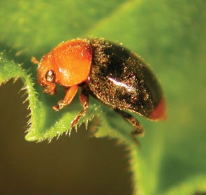 Plagas de jardín: cómo combatir los pulgones
