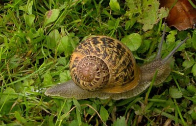 Plagas de jardín: cómo combatir babosas y caracoles
