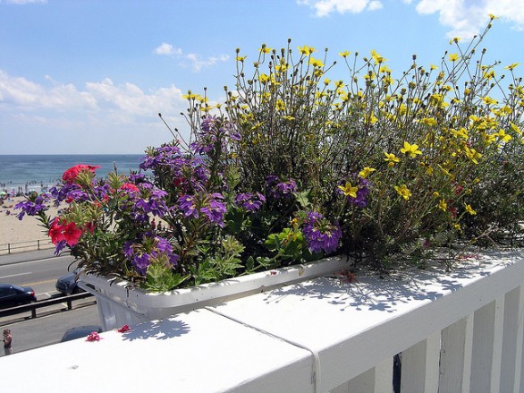 Flores para terrazas y balcones