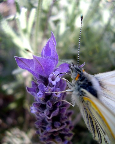 Flores que atraen mariposas al jardín