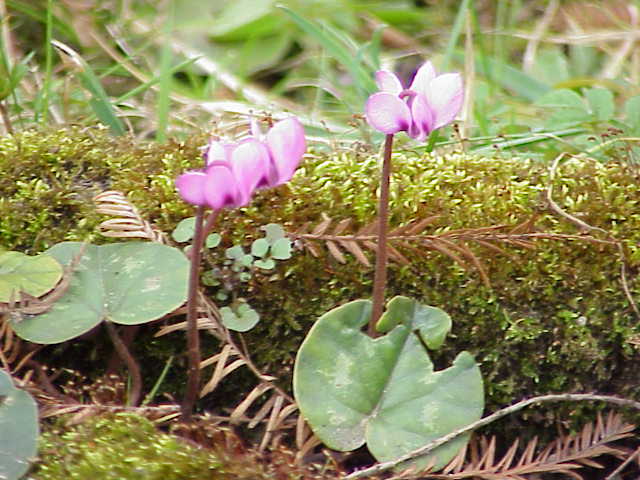 Violeta de los Alpes: Riego y cuidados