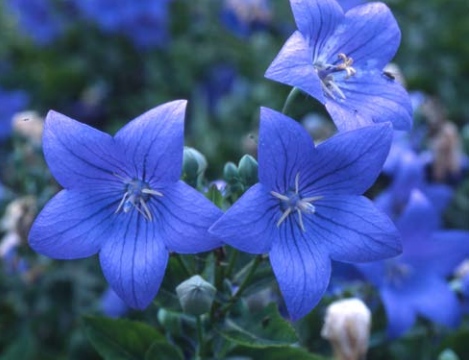 Platycodon Grandiflorus o campanilla china: Riego, cultivo, cuidados Flores  - Flor de Planta