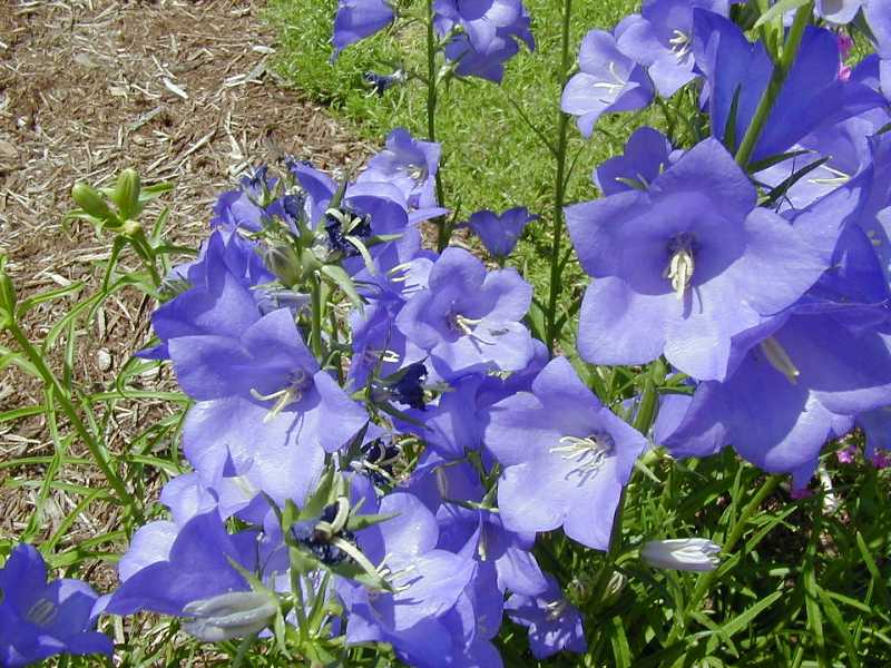 Platycodon Grandiflorus o campanilla china: Riego, cultivo, cuidados Flores  - Flor de Planta