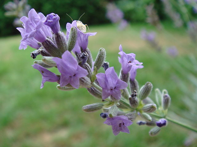 Lavanda: Cultivo, riego y cuidados Aromaticas - Flor de Planta