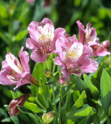 Plantas perennes: La colorida y hermosa Alstroemeria Plantas - Flor de  Planta