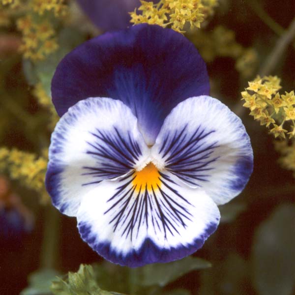 Foto: Pansy Flowers