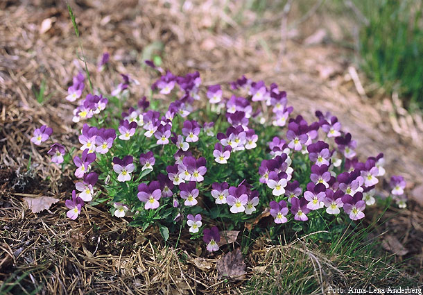 Riego, cultivo y cuidados Flores - Flor Planta