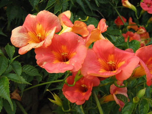 Trompeta china trepadora (Campsis Grandiflora)
