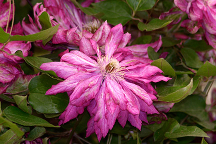Flores de Bach: Especies y sus características