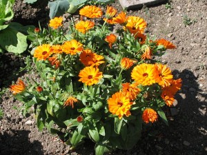 Calendula_officinalis- Autor: Flominator 