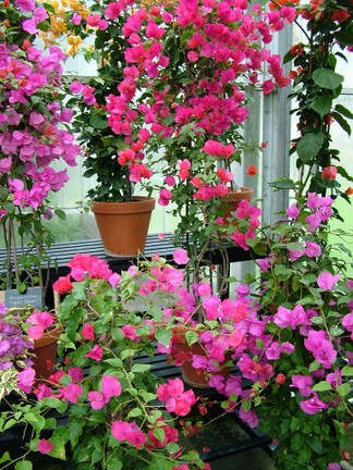 General view of the Bougainvillea trial
