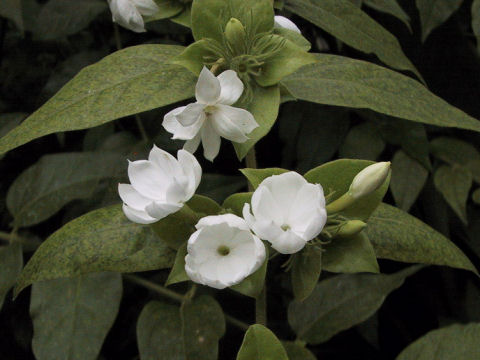 Reproducir el jazmín Aromaticas - Flor de Planta