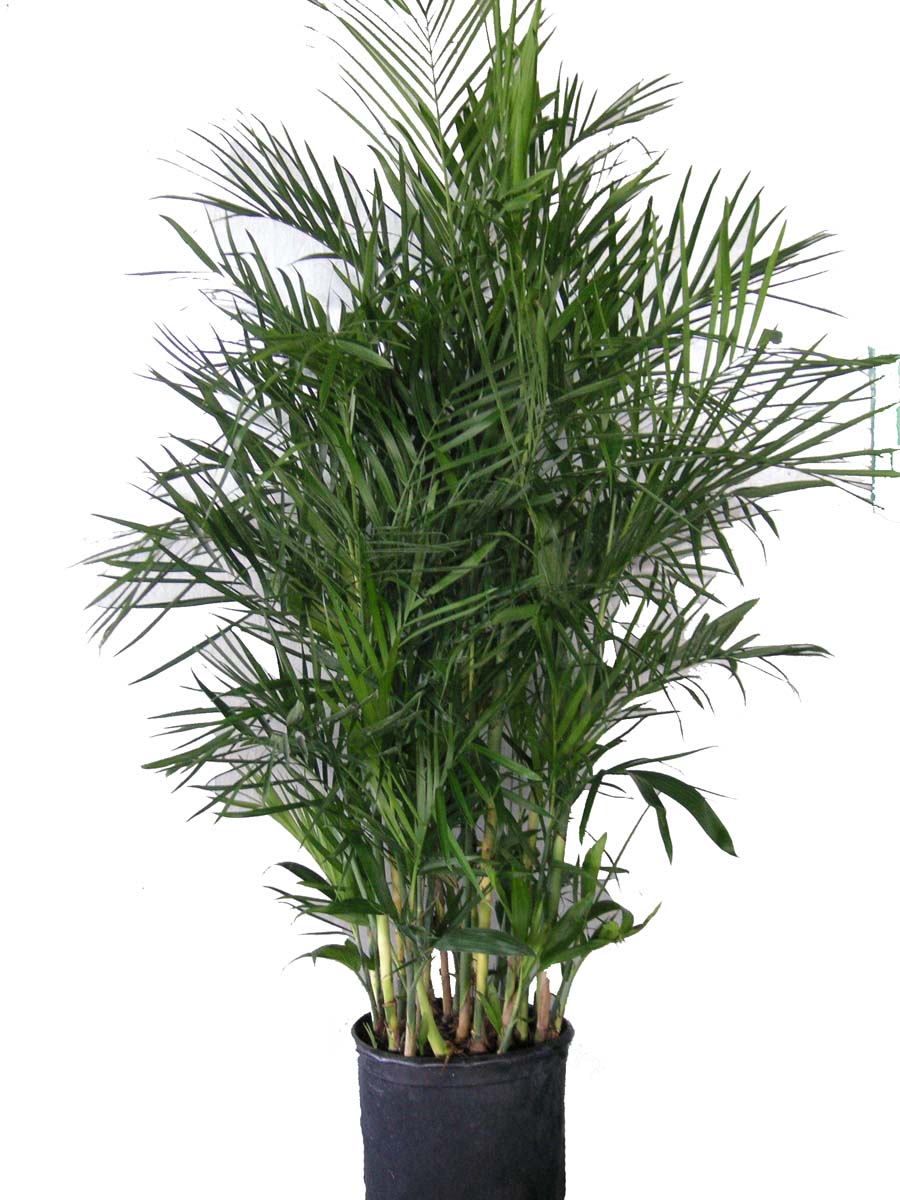 Palma de Bambú, cultivo y cuidados